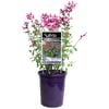 140mm MIRAGE™ Rose Bicolor - Salvia greggii