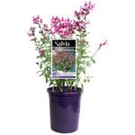 140mm MIRAGE™ Rose Bicolor - Salvia greggii