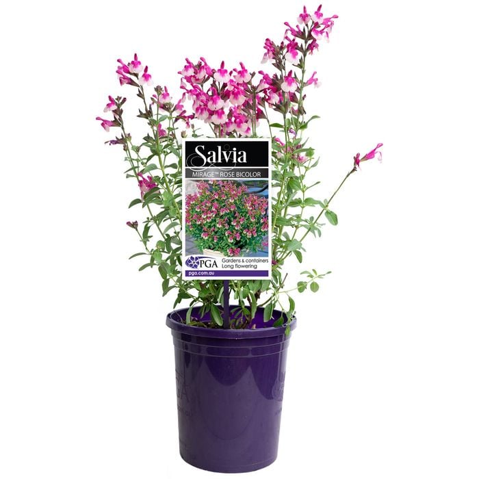 140mm MIRAGE™ Rose Bicolor - Salvia greggii