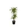 200mm Dracaena Green Stripe Triple - Dracaena marginata