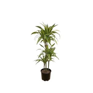 200mm Dracaena Green Stripe Triple - Dracaena marginata