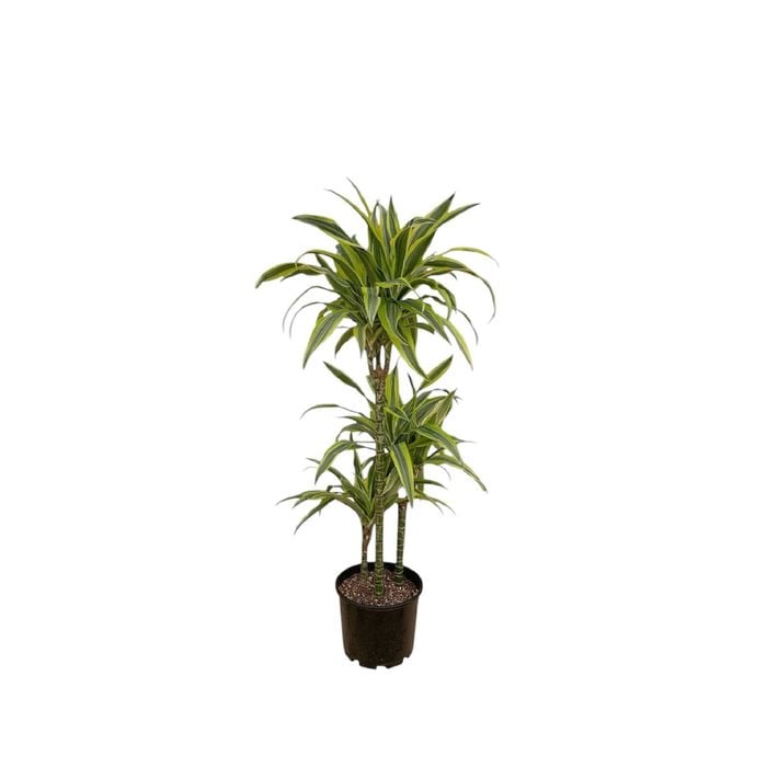 200mm Dracaena Green Stripe Triple - Dracaena marginata