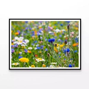Flowering Meadows View  Print 100% Australian Made 90x60cm  (Poster)