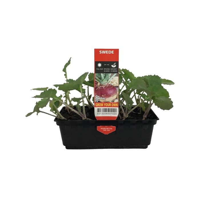 Punnet Swede - Brassica napobrassica