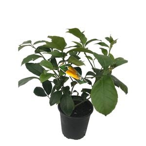3.3L Lemon Meyer - Citrus meyeri