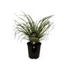 1.9L Snow Tussock - Chionochloa flavicans f.