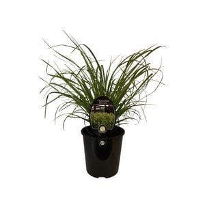 1.9L Snow Tussock - Chionochloa flavicans f.