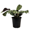 120mm Prayer Plant - Ctenanthe burili Marxii