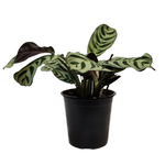 120mm Prayer Plant - Ctenanthe burili Marxii