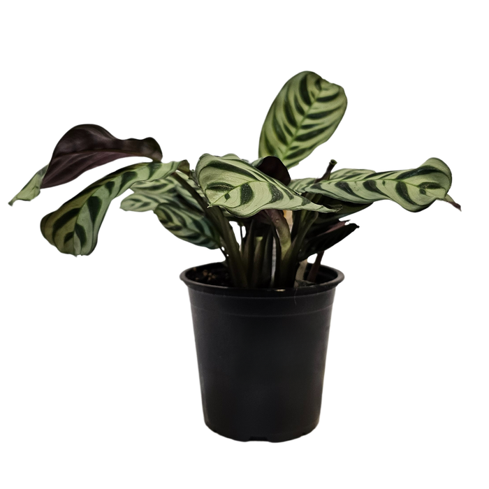 120mm Prayer Plant - Ctenanthe burili Marxii