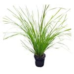 1.3L Lomandra Tanika - Lomandra longifolia