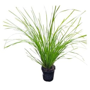 1.3L Lomandra Tanika - Lomandra longifolia