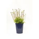 150mm Felicia Blue - Felicia amelloides