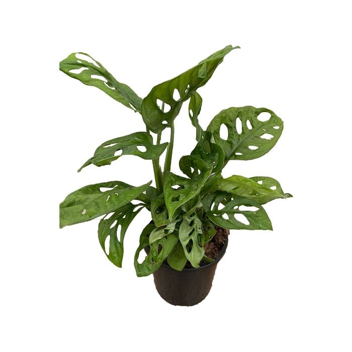 120mm Monkey Mask - Monstera Adansonii