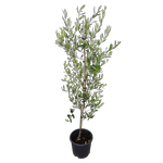 10L Olive J5 - Olea europaea J5