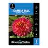 Bloomin Bulbs Dahlia First Prize 1 Pack