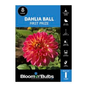 Bloomin Bulbs Dahlia First Prize 1 Pack