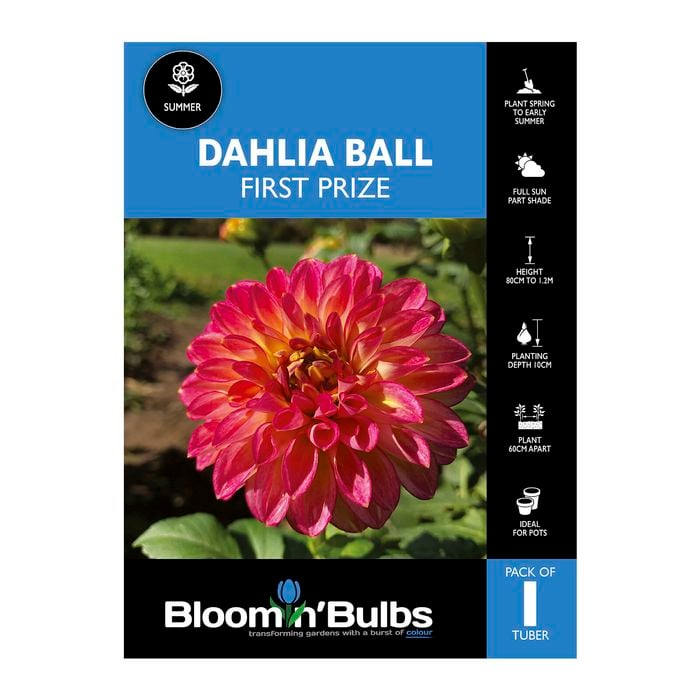 Bloomin Bulbs Dahlia First Prize 1 Pack