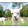 Close Up of White Alpaca  Print 100% Australian Made 90x60cm  (Poster)