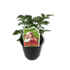 1.9L Raspberry Mini-Me - Rubus idaeus - Incredible Edibles Range