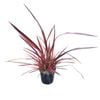 4L Rainbow Red Flax - Phormium Rainbow Red