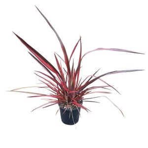 4L Rainbow Red Flax - Phormium Rainbow Red