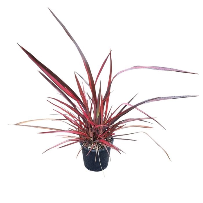 4L Rainbow Red Flax - Phormium Rainbow Red
