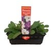 Punnet Petunia Waterfall Mix - Gold Flower Range