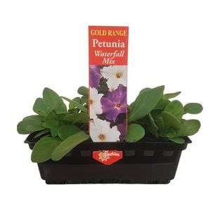 Punnet Petunia Waterfall Mix - Gold Flower Range