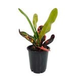 70mm Croton Mammy - Codiaeum variegatum