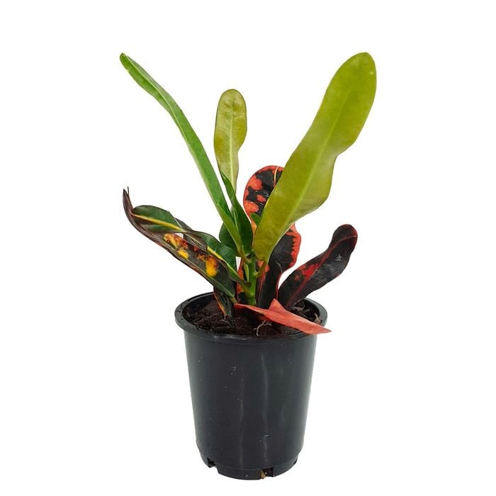 70mm Croton Mammy - Codiaeum variegatum