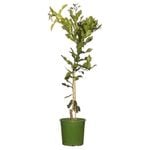 200mm Lime Kaffir - Citrus hystrix
