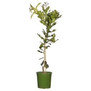 200mm Lime Kaffir - Citrus hystrix