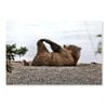 Bear Stretches on Beach  Print 100% Australian Made 50 x 40cm  (Acrylic)