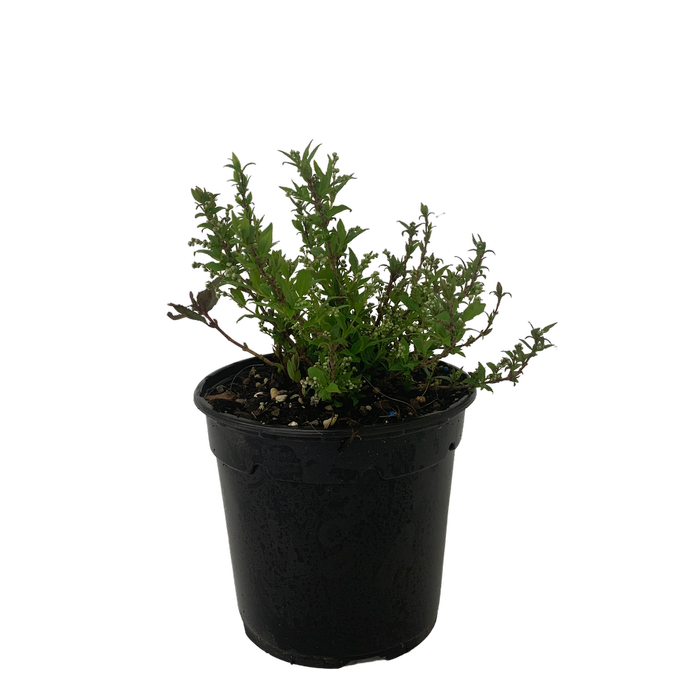 4.5L Deutzia - Deutzia compact Pink