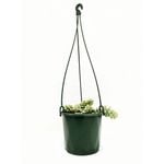 130mm Donkeys Tail Hb - Sedum morganianum