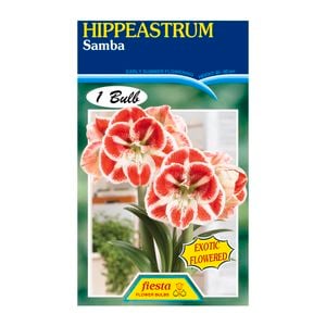 Fiesta Flower Bulbs Hippeastrum Samba