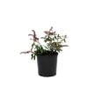 150mm Assorted Pieris