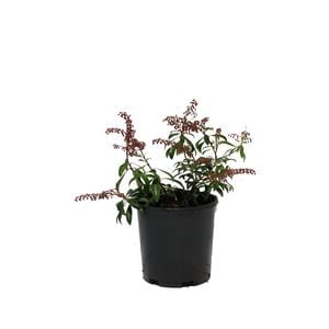 150mm Assorted Pieris