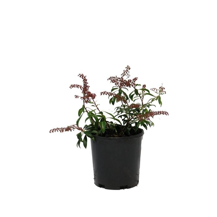 150mm Assorted Pieris