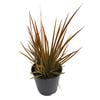 1.9L Libertia Peregrinans