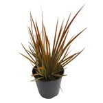 1.9L Libertia Peregrinans