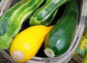 assorted capsicums and chillies
