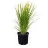 2L Lomandra Lime Tuff - Lomandra longifolia