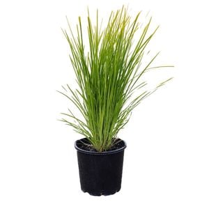 2L Lomandra Lime Tuff - Lomandra longifolia