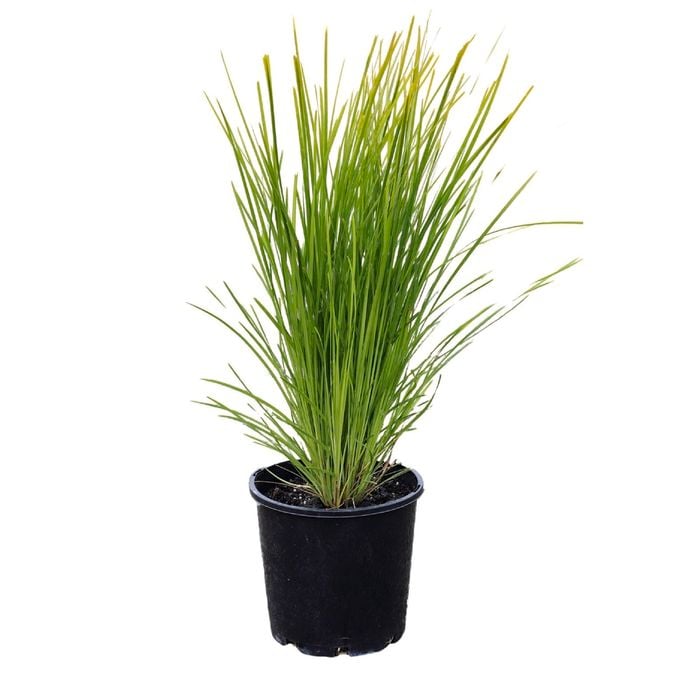 2L Lomandra Lime Tuff - Lomandra longifolia