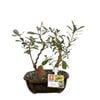 180mm Bonsai Landscape in Ceramic Pot - Banksia Marginata