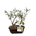 180mm Bonsai Landscape in Ceramic Pot - Banksia Marginata