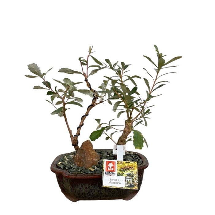 180mm Bonsai Landscape in Ceramic Pot - Banksia Marginata