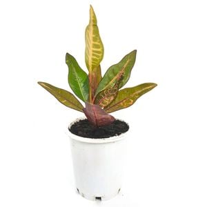 70mm Croton Elaine - Codiaeum variegatum